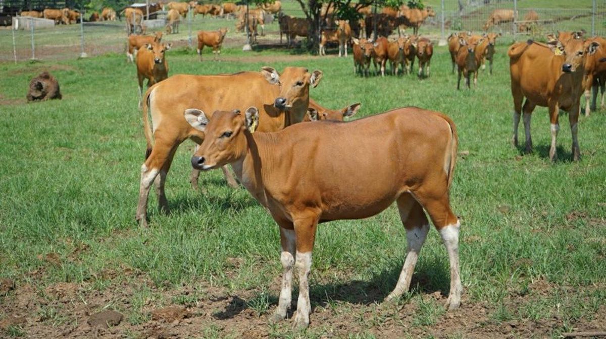 sapi-bali_169